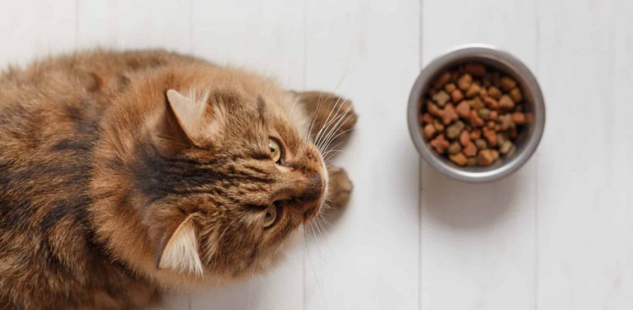 Samenpersen Ster Egypte Mijn kat eet niet meer – oorzaken en tips - De Buitenkat