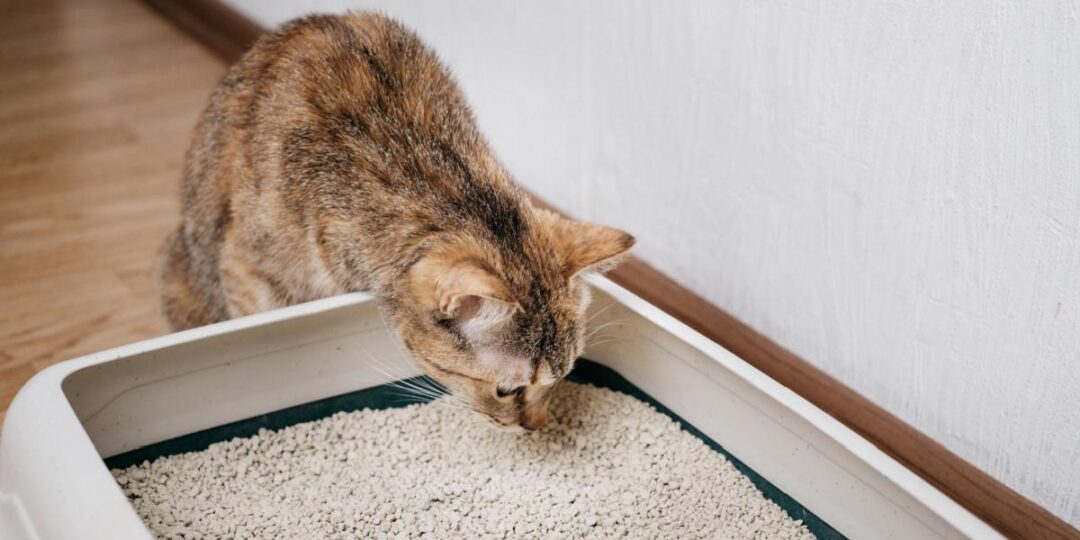 Hoe Weten Katten Dat Ze Een Kattenbak Moeten Gebruiken? - De Buitenkat